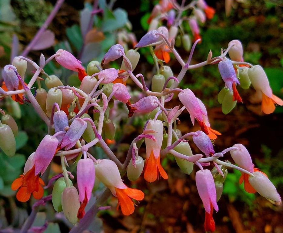 Morada Dos Elfos Villa Vale do Capao Kültér fotó